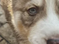 Teddy, a male Siberian Husky for sale in Tampa, FL – Photo 4 of 7