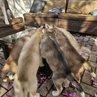 Teddy, a male Siberian Husky for sale in Louisville, KY – Photo 6 of 7