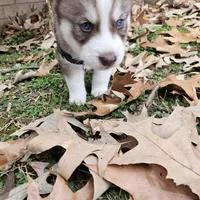Teddy, a male Siberian Husky for sale in Louisville, KY – Photo 2 of 7