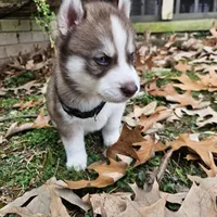 Teddy, a male Siberian Husky for sale in Louisville, KY – Photo 3 of 7