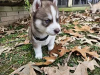Teddy, a male Siberian Husky for sale in Tampa, FL – Photo 3 of 7