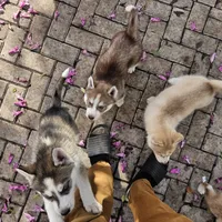 Teddy, a male Siberian Husky for sale in Louisville, KY – Photo 7 of 7