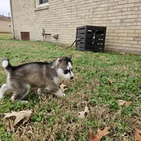 Spinelli, a female Siberian Husky for sale in Louisville, KY – Photo 2 of 6