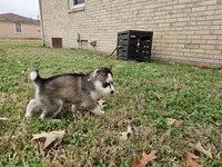 Spinelli, a female Siberian Husky for sale in Tampa, FL – Photo 2 of 6