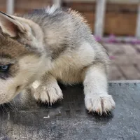 Spinelli, a female Siberian Husky for sale in Louisville, KY – Photo 4 of 6