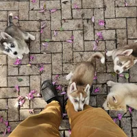 Spinelli, a female Siberian Husky for sale in Louisville, KY – Photo 3 of 6