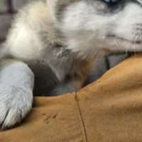 Spinelli, a female Siberian Husky for sale in Louisville, KY – Photo 5 of 6