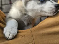 Spinelli, a female Siberian Husky for sale in Tampa, FL – Photo 5 of 6