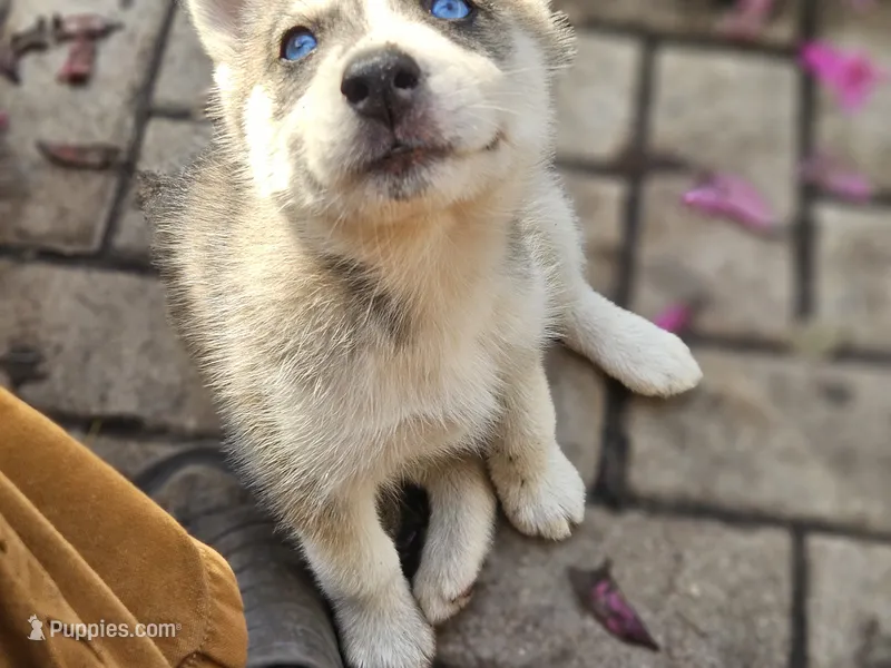 Spinelli, a female Siberian Husky for sale in Tampa, FL – Photo 1 of 6