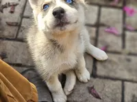 Spinelli, a female Siberian Husky for sale in Tampa, FL – Photo 1 of 6