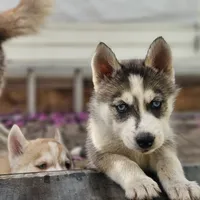 Spinelli, a female Siberian Husky for sale in Louisville, KY – Photo 6 of 6