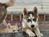 Spinelli, a female Siberian Husky for sale in Tampa, FL – Photo 6 of 6