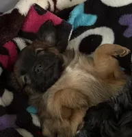 Brownie Bite, a female Chihuahua and Yorkshire Terrier for sale in Mayfield, KY – Photo 3 of 4