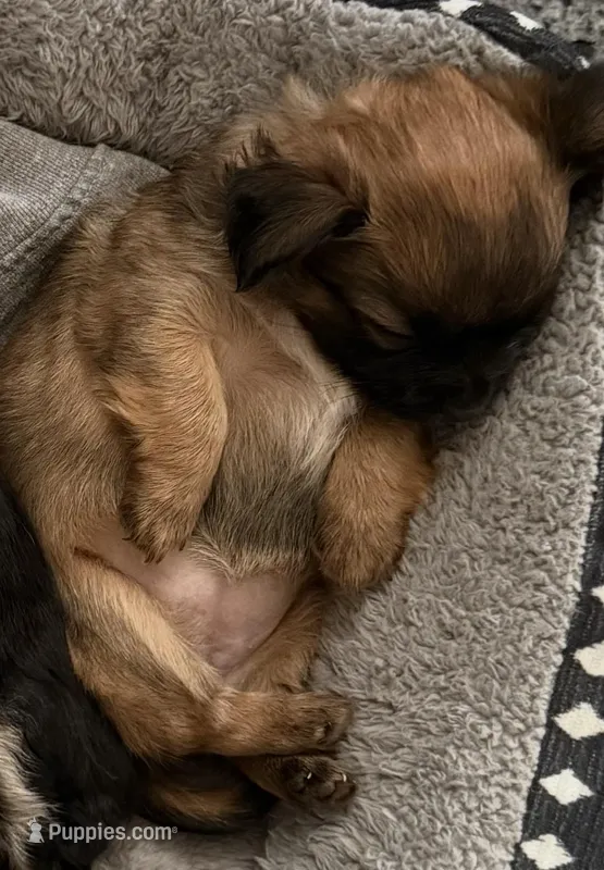 Brownie Bite – Chihuahua, Yorkshire Terrier puppy for sale in Mayfield, KY