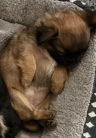 Brownie Bite, a female Chihuahua and Yorkshire Terrier for sale in Mayfield, KY – Photo 1 of 4