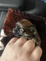 Brownie Bite, a female Chihuahua and Yorkshire Terrier for sale in Mayfield, KY – Photo 2 of 4