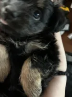 Asher, a female Chihuahua and Yorkshire Terrier for sale in Mayfield, KY – Photo 2 of 2