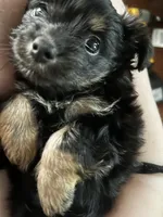 Asher, a female Chihuahua and Yorkshire Terrier for sale in Mayfield, KY – Photo 1 of 2