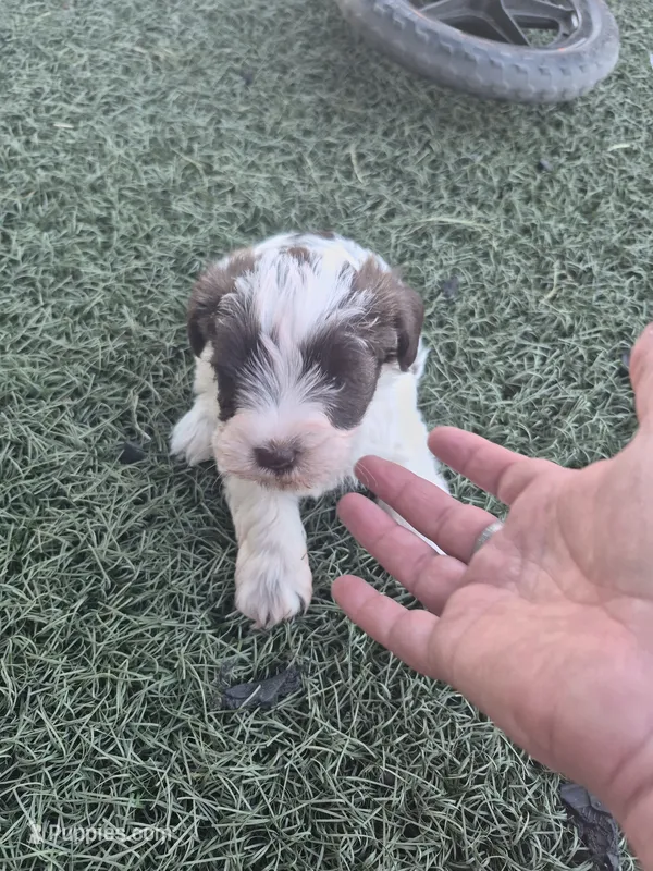 Huck – Miniature Schnauzer puppy for sale in Wamego, KS
