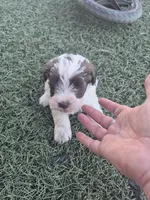 Huck, a male Miniature Schnauzer for sale in Wamego, KS – 1 of 4