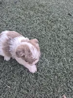 Dumpling , a female Miniature Schnauzer for sale in Wamego, KS – 4 of 4
