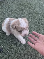 Dumpling , a female Miniature Schnauzer for sale in Wamego, KS – 2 of 4