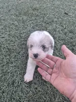 Muffin , a female Miniature Schnauzer for sale in Wamego, KS – 4 of 4