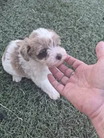 Dumpling , a female Miniature Schnauzer for sale in Wamego, KS – 3 of 4