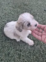 Muffin , a female Miniature Schnauzer for sale in Wamego, KS – 3 of 4