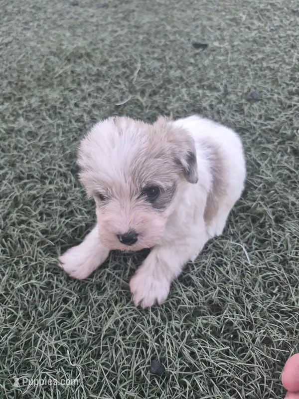 Muffin  – Miniature Schnauzer puppy for sale in Wamego, KS