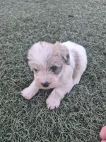 Muffin , a female Miniature Schnauzer for sale in Wamego, KS – 1 of 4