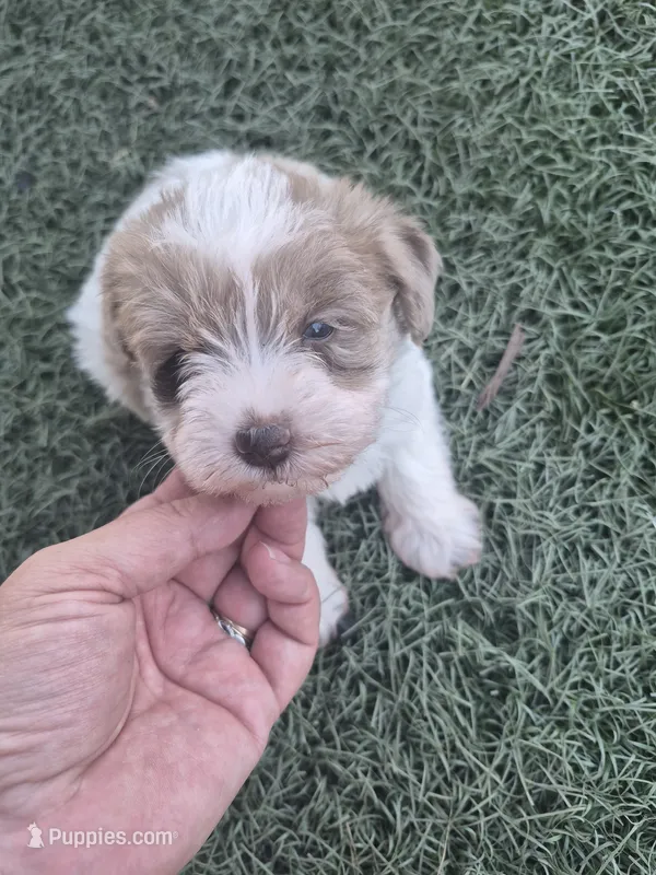 Dumpling  – Miniature Schnauzer puppy for sale in Wamego, KS