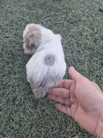 Muffin , a female Miniature Schnauzer for sale in Wamego, KS – 2 of 4