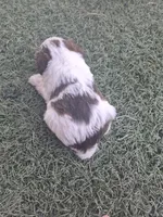 Huck, a male Miniature Schnauzer for sale in Wamego, KS – 3 of 4