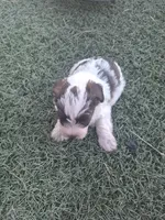 Huck, a male Miniature Schnauzer for sale in Wamego, KS – 4 of 4