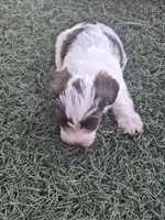 Huck, a male Miniature Schnauzer for sale in Wamego, KS – 2 of 4