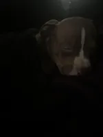 Roxy, a female French Bulldog for sale in Philadelphia, PA – Photo 1 of 3