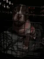 Roxy, a female French Bulldog for sale in Philadelphia, PA – Photo 3 of 3