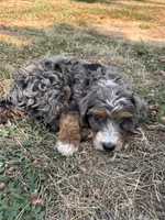 Topaz, a male Miniature Bernedoodle for sale in Logan, UT – 6 of 6