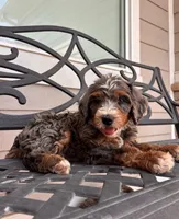 Topaz, a male Miniature Bernedoodle for sale in Logan, UT – 2 of 6
