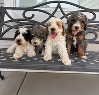 Topaz, a male Miniature Bernedoodle for sale in Logan, UT – 4 of 6