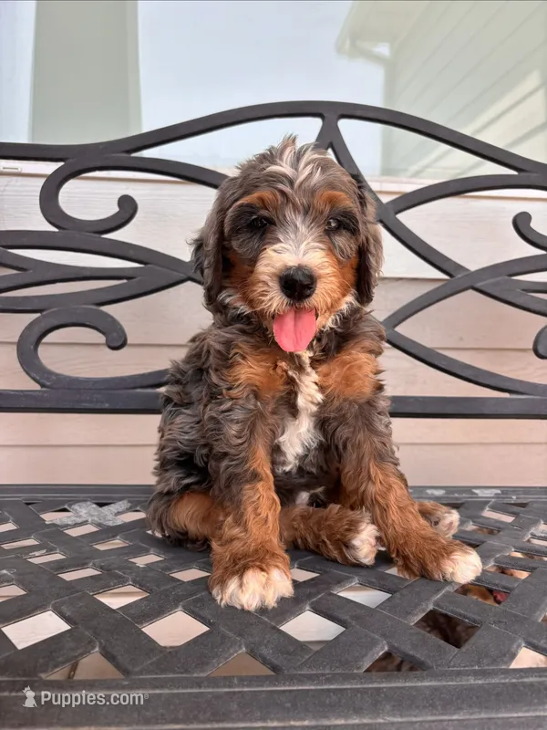 Topaz – Miniature Bernedoodle puppy for sale in Logan, UT