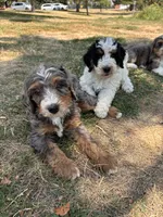 Topaz, a male Miniature Bernedoodle for sale in Logan, UT – 5 of 6