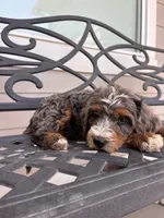 Topaz, a male Miniature Bernedoodle for sale in Logan, UT – 3 of 6
