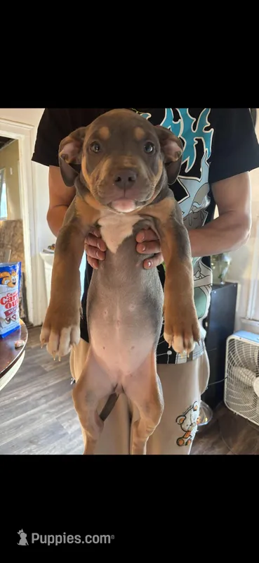 4 – American Bully puppy for sale in Syracuse, NY