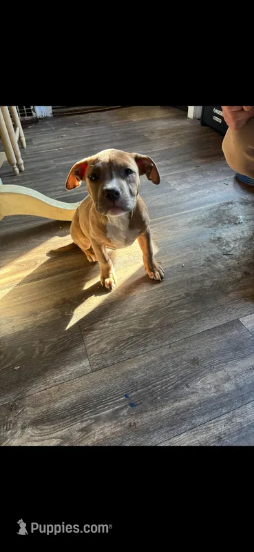 5 – American Bully puppy for sale in Syracuse, NY