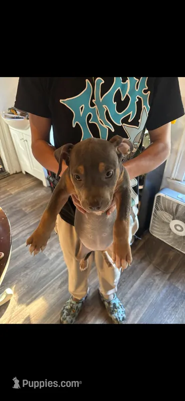 6 – American Bully puppy for sale in Syracuse, NY