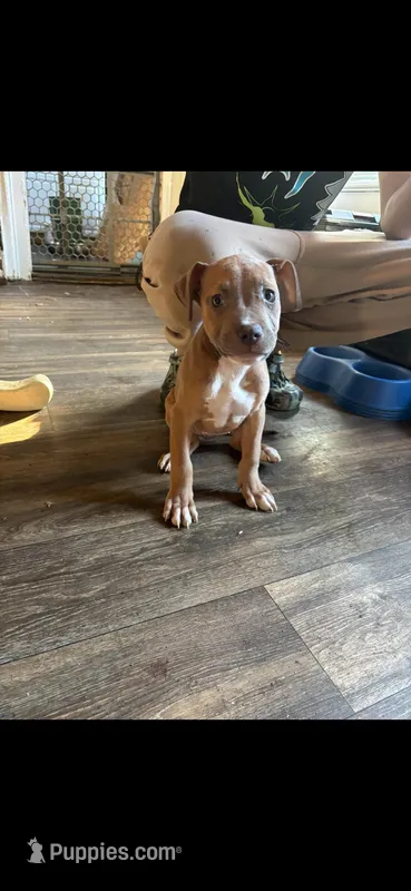 3 – American Bully puppy for sale in Syracuse, NY