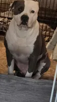 Charlotte., a female American Bully for sale in Syracuse, NY – Photo 2 of 3