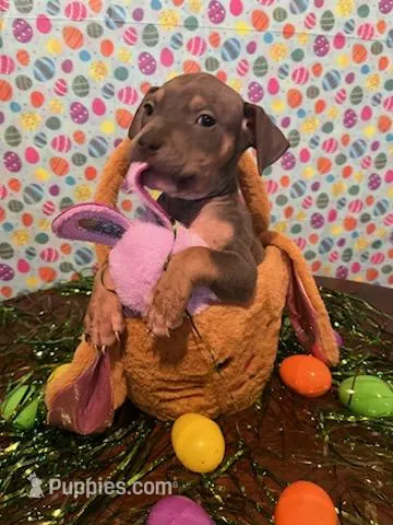 bullys – American Bully puppy for sale in Syracuse, NY